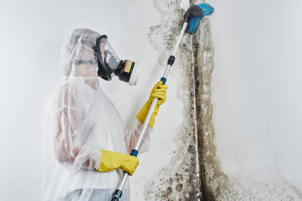 Best Office Mold Removal Services  in Newport Beach, CA