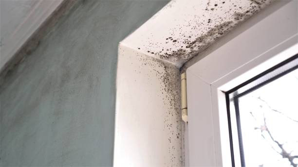 Best Mold Damage Repair  in Newport Beach, CA