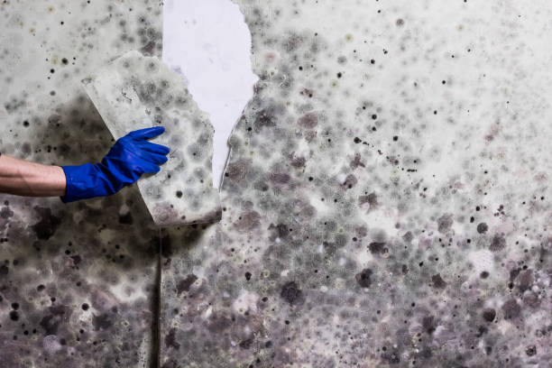 Best Local Mold Removal Service  in Newport Beach, CA
