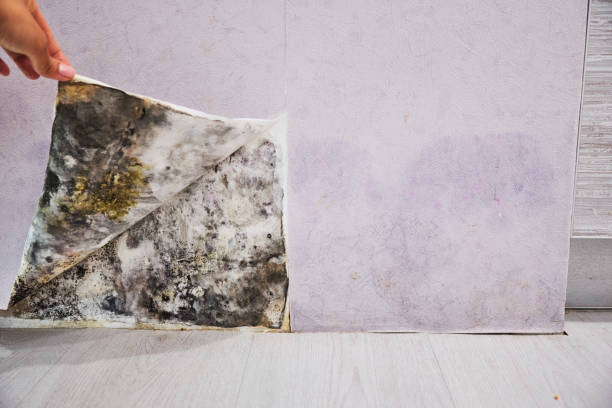 Best Mold Testing  in Newport Beach, CA